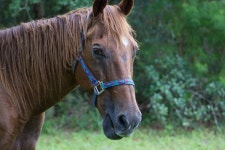 무료 이미지 : 잔디, 목장, 방목, 포유 동물, 종마, 갈기, 동물 상, 굴레, 척골가 있는, 바다, 낳다, 망아지, 팩 동물, 포유류 같은 말... 