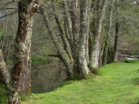 뉴타레아, 작은 숲, 삼림지, 서식지, 생태계, ggl1, 생체, 오래된 성장의 숲, 자연 환 경, 우디 식물, 온화한 넓은 잎과 혼합 숲, 온화한... 