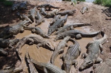 Free Images : wildlife, fauna, cuba, snake, vertebrate, crocodiles, serpent, crocodilia, crocodile farm, american alligator... 