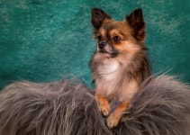 Free Images : cute, hairy, vertebrate, chihuahua, dog breed, small dog, chiwawa, dog like mammal, carnivoran, russkiy toy... 