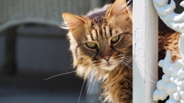 Free Images : cute, portrait, fluffy, fauna, domestic animal, close up, whiskers, vertebrate, detail, cat eyes, domestic cat, cat... 