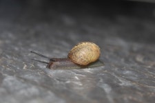 5184x3456 - - 771035 - 무료 이미지 - PxHere 무료 이미지 : 자연, 사진술... 달팽이, 달팽이와 민달팽이 5184x3456 -  - 771035 - 무료 이미지 - PxHere