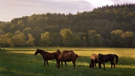 무료 이미지 : 경치, 잔디, 해돋이, 목초지, 대초원, 아침, 야생 생물, 군중, 목장, 방목, 농장, 평원, 바다, 서식지, 생태계, 스텝, 농촌... 