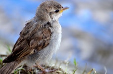 Free Images : nature, branch, bokeh, animal, wildlife, beak, fauna, close up, vertebrate, finch, wren, lark, house sparrow, old... 