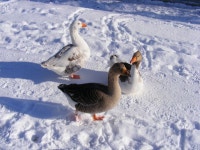 Free Images : nature, snow, cold, winter, wing, lake, wildlife, arctic, season, fauna, swan, duck, canada, goose, vertebrate... 