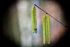 자작 나무 catkins 사진 - 무료 이미지 & 무료 이미지 - PxHere