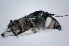 울프 도그, 체코 슬로바키아 wolfdog, 개 품종 그룹, 그린 랜드 개, 동쪽 시베리아 라이카, 서쪽 시베리아 라이카, j mthund, 개 잡종... 