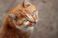 tabby cat, green eyes, european shorthair, wild cat, small to medium sized cats, cat like mammal, carnivoran, domestic short... 