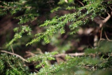 Free Images : nature, green, leaf, water, organism, tree, branch, terrestrial plant, grass, moss, non vascular land plant, macro... 