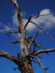 Free Images : nature, branch, blossom, sky, wood, flower, old, dry, log, dead tree, dead plant, woody plant 3456x4608 - - 834105... 