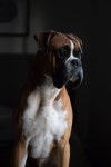 Valley bulldog Photos - Free Images & Free stock photos - PxHere