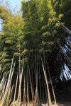 Ibaraki Photos - Free Images & Free stock photos - PxHere