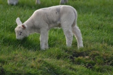 Baby animal Photos - Free Images & Free stock photos - PxHere