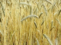 Free Images : hay, field, barley, crop, corn, agriculture, bread, cereal, farmer, fields, ears, rye, cereals, flour, poland... 