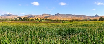 파노라마, 목장, 농업, 평원, 농원, 고원, fallcolors, 생태계... 파노라마, 목장, 농업, 평원, 농원, 고원, fallcolors, 생태계, 옥수수... 