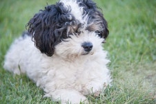 개의, 소중한, 몰티즈, 비숑, Bichon Frise, 미니어처 푸들, 티벳 테리어, 그레고리네, Coton de Tulear, 하바네세인, 포유 동물처럼 개... 