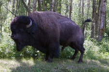 Elk island national park Photos - Free Images & Free stock photos - PxHere
