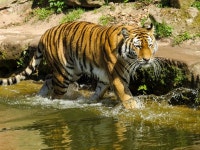 無料画像 : 水, 野生動物, 動物園, ジャングル, ネコ, 哺乳類, 捕食者, 動物相, 虎, 隠れる, 危険な, 大きな猫, 哺乳動物のような猫... 