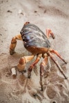 Free Images : food, insect, seafood, fauna, crab, invertebrate, close up, macro photography, red bug, critter rock 3354x2516... 