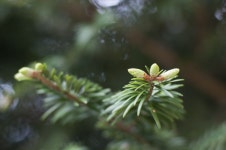 낙엽송, 백향목, 매크로 사진, 꽃 피는 식물, 우디 식물, 육상 식물... 낙엽송, 백향목, 매크로 사진, 꽃 피는 식물, 우디 식물, 육상 식물... 