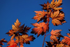 무료 이미지 : 분기, 하늘, 햇빛, 가을, 시즌, 단풍 나무, 단풍잎, 사리 별 사진, 꽃 피는 식물, 우디 식물, 육상 식물 4752x3168 - - 238922... 