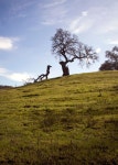Free Images : landscape, tree, nature, grass, wilderness, mountain, cloud, plant, field, meadow, prairie, hill, flower, pasture... 