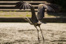 Free Images : nature, outdoor, wilderness, wing, animal, fly, wildlife, wild, beak, mammal, freedom, feather, avian, fauna... 