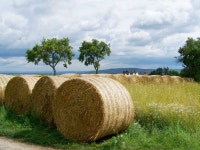 무료 이미지 : 들, 농장, 꽃, 농업, 식자, 찌꺼기, 배럴, 농촌 지역... 들, 농장, 꽃, 농업, 식자, 찌꺼기, 배럴, 농촌 지역, 방사성... 