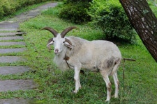 무료 이미지 : 목초지, 야생 생물, 뿔, 목장, 방목, 양, 포유 동물, 동물 상, 산 염소, 당나귀, 척골가 있는, 팩 동물 5184x3456 - - 157506... 