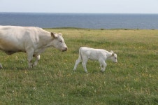 Free Images : pasture, grazing, together, calf, cows, pets, vertebrate, ko, dairy cow, family ties, cattle like mammal, gape... 
