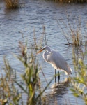 Shore bird Photos - Free Images & Free stock photos - PxHere