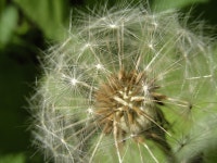 3264x2448 - - 829037 - Free stock photos - PxHere Free Images... and prickles 3264x2448 -  - 829037 - Free stock photos - PxHere