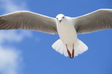 구름, 날개, 척골가 있는, 신천옹, charadriiformes, 유럽 청어... 구름, 날개, 척골가 있는, 신천옹, charadriiformes, 유럽 ​​청어... 