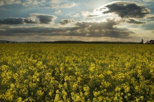 Free Images : landscape, tree, nature, horizon, cloud, sky, sunset, field, meadow, prairie, sunlight, morning, flower, food... 