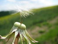 나무, 날으는 과일 3072x2304 - - 987068 - 무료 이미지 - PxHere 무료 이미지... 가시와 가시 나무, 날으는 과일 3072x2304 -  - 987068 - 무료 이미지 - PxHere