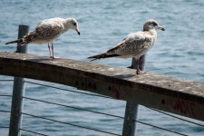 무료 이미지 : 물, 독, 보트, 도심, 택시, 차량, 항구, 니콘, 수로, 철주, publicdomain, 주유, 캐나다, 모터, D750, 온타리오 주... 