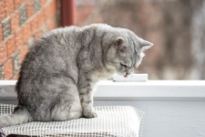 무료 이미지 : 동물 상, 구레나룻, 캐나다, 척골가 있는, 잡담, 퀘벡... 구레나룻, 캐나다, 척골가 있는, 잡담, 퀘벡, 셔 브룩, 영국 쇼트... 