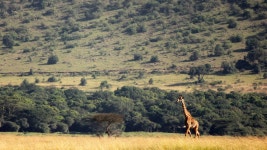 무료 이미지 : 경치, 황야, 들, 대초원, 모험, 야생 생물, 목장, 농장, 농업, 평원, 목초지, 서식지, 원정 여행, 생태계, 농촌 지역... 