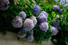 무료 이미지 : 관목, 라일락 꽃, 플로리스트 리, 꽃 피는 식물... 관목, 라일락 꽃, 플로리스트 리, 꽃 피는 식물, 수국과, 곡물류... 