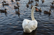 5456x3632 - - 780122 - Free stock photos - PxHere Free Images... geese and swans 5456x3632 -  - 780122 - Free stock photos - PxHere