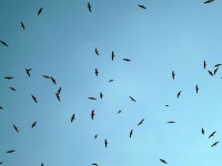 4928x3264 - - 872001 - Free stock photos - PxHere Free Images... crane like bird 4928x3264 -  - 872001 - Free stock photos - PxHere