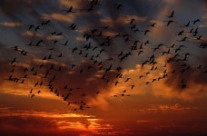 Free Images : nature, cloud, sky, sunrise, sunset, sunlight, morning, dawn, atmosphere, flock, dusk, evening, reflection, birds... 