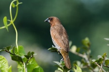 생물, 집 핀치, 앉은 새, Woodpecker finch, Brown headed Cowbird, 참새, 식물, 오래 된 세계 flycatcher, 우는 새, 나이팅게일, 비행... 