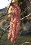 Free Images : tree, nature, branch, blossom, leaf, bloom, bush, food, spring, red, produce, crop, autumn, soil, botany... 