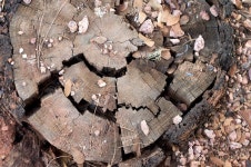 무료 이미지 : 나무, 록, 목재, 조직, 잎, 트렁크, 야생 생물, 가을, 흙, 동물 상, 자료, 지질학 4752x3168 - - 84546 - 무료 이미지 - PxHere... 