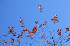 무료 이미지 : 자연, 분기, 하늘, 대초원, 잎, 대군, 높은, 가을, 플로라, 착색 한, 5d, 고용하다, 마키, 안녕, 입술, 해결, 이바라키, 히타치... 