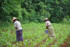 무료 이미지 : 숲, 들, 농장, 잔디, 목초지, 밀림, 수확고, 농업... 들, 농장, 잔디, 목초지, 밀림, 수확고, 농업, 관목, 농원, 서식지... 