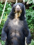 bear, 주 쿠마 리, 우 쿠쿠, 코를 골지 않는 4608x3072 - - 1108297 - 무료 이미지 - PxHere 무료 이미지 : 야생 생물, 모피, 포유 동물... 