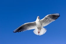 무료 이미지 : 새, 비행, 하늘, 해조, 파리, 부리, 활상, 동물 상, 척골가 있는, charadriiformes, 유럽 청어 갈매기 3072x2048... 