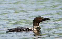 Loon Photos - Free Images & Free stock photos - PxHere